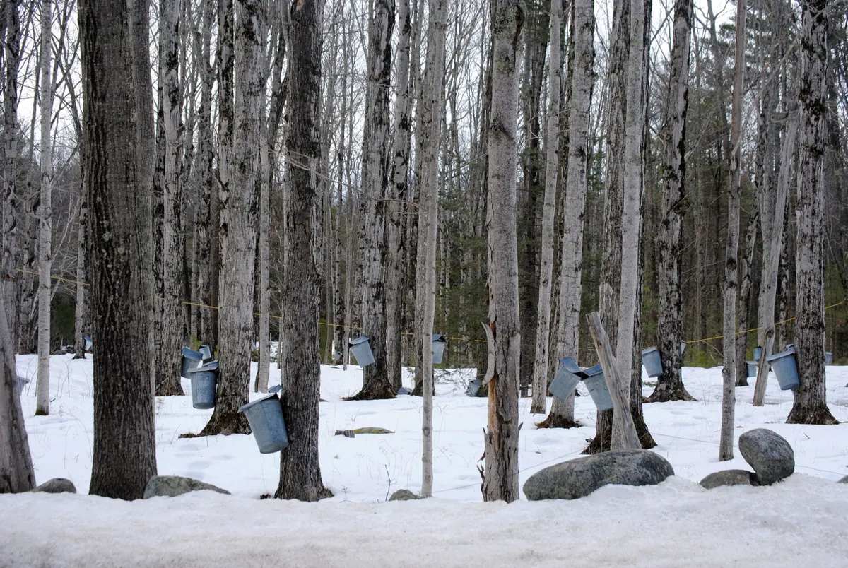 Backyard Maple Sap Collection Checklist: Buckets, Lines, Filters, and Daily Routines