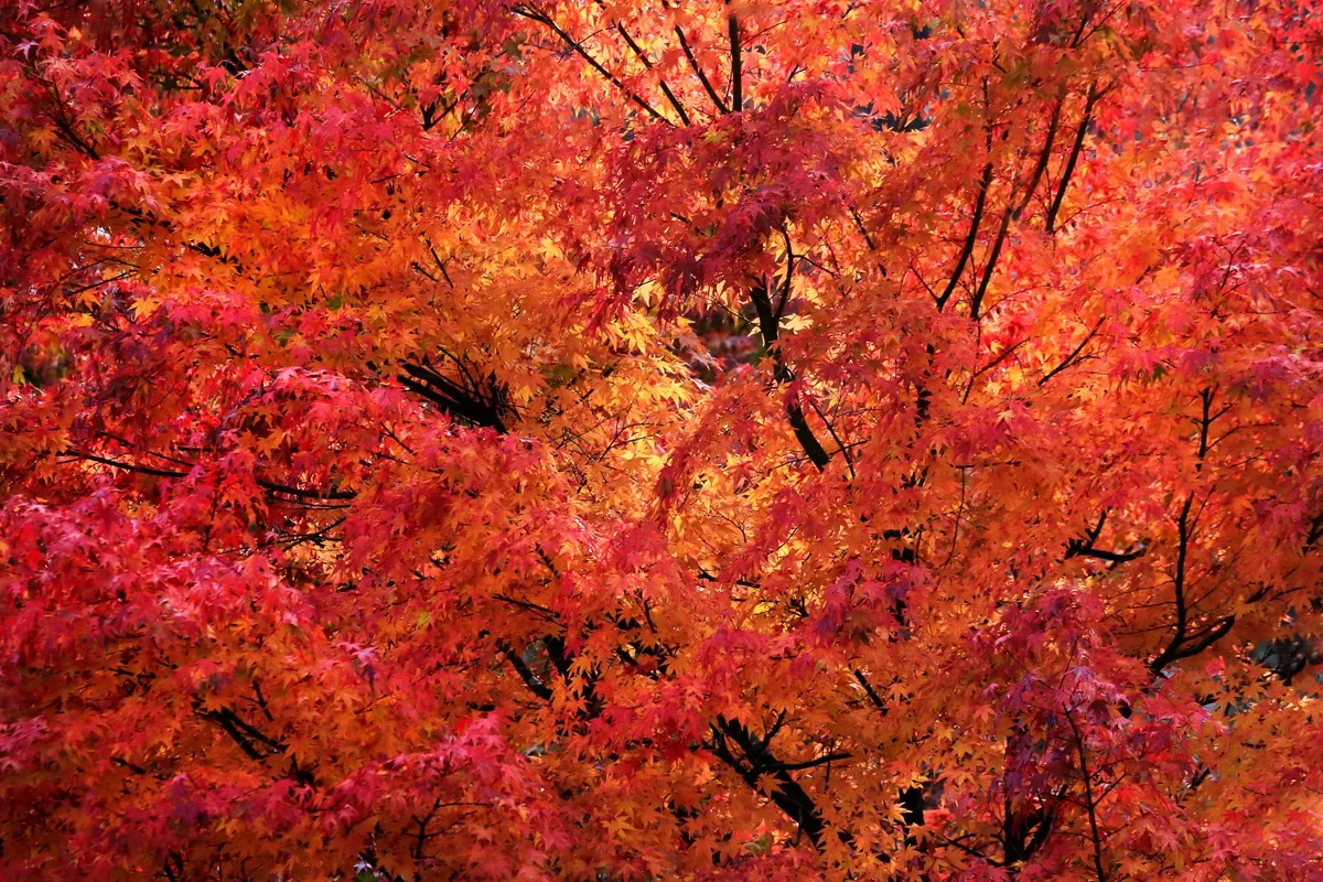 Best Maple Trees for Syrup: Sugar, Red, and Black Maple Compared