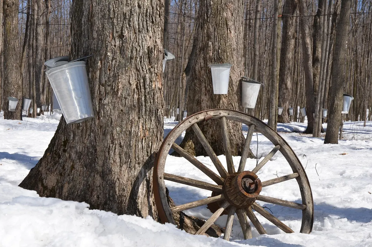 How to Tap a Maple Tree: A Beginner's Step-by-Step Guide to Drilling, Setting a Spile, and Hanging Buckets
